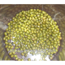 green mung bean for sprouting with high germination rates